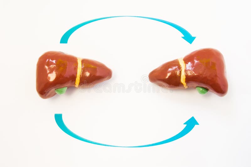 Concepto del trasplante del hígado El modelo dos 3D del hígado humano está enfrente de uno otro con las flechas a partir de la un