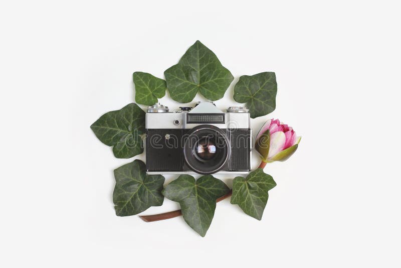 Concepto del viaje - el marco floral hecho de hiedra verde se va, nymphaea foto de archivo libre de regalías Concepto del viaje - el marco floral hecho de hiedra verde se va, nymphaea foto de archivo libre de regalías