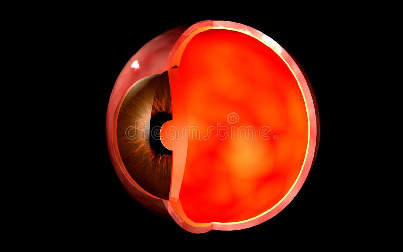 Conceptual image of human eye cross section. vector illustration