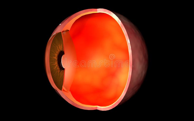 Conceptual image of human eye cross section. vector illustration