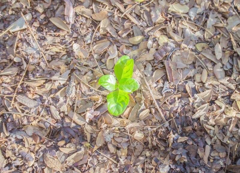 Conceptual image leaves on the ground stock photos