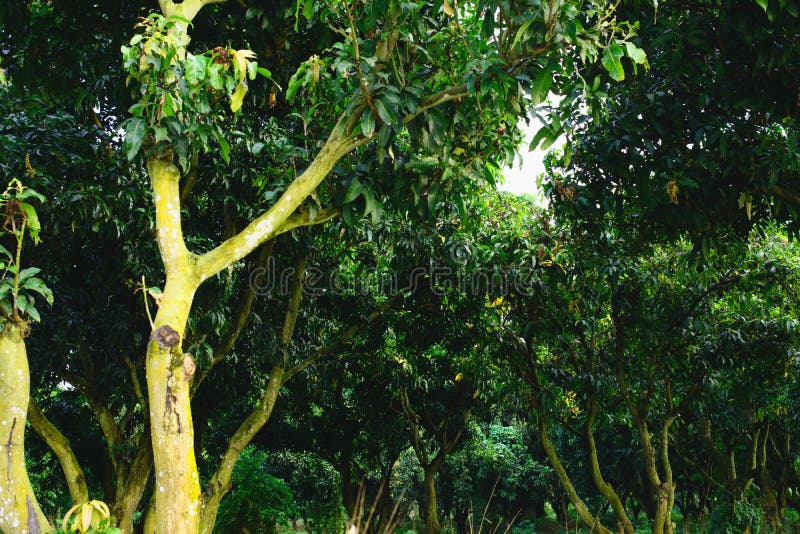 Concetto agricolo degli alberi di mango, del frutteto o della piccola foresta immagini stock libere da diritti Concetto agricolo degli alberi di mango, del frutteto o della piccola foresta immagini stock libere da diritti