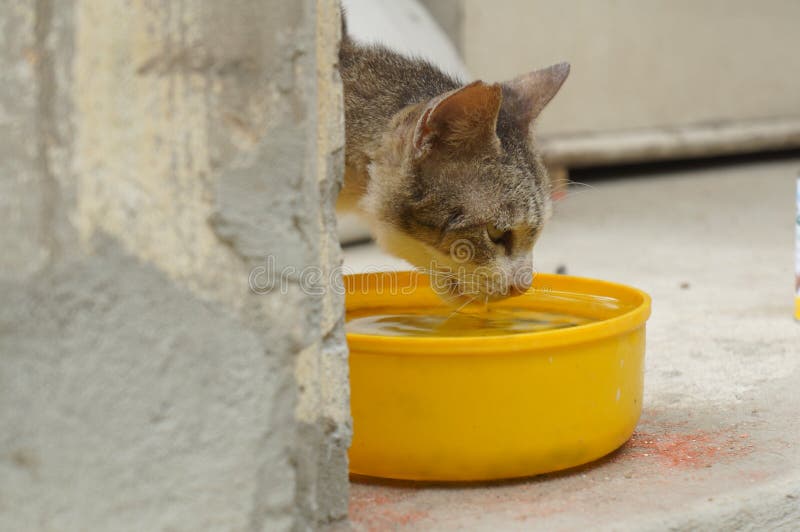 Concetto animale del malato dei mammiferi dell'acqua potabile del gatto