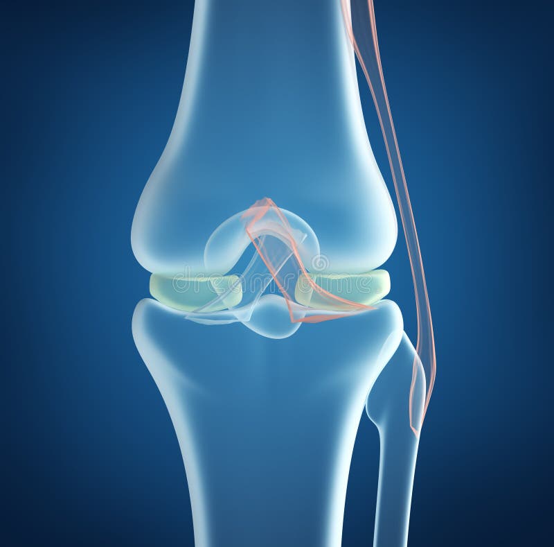 Concetto dei raggi X della vista del primo piano del giunto di ginocchio