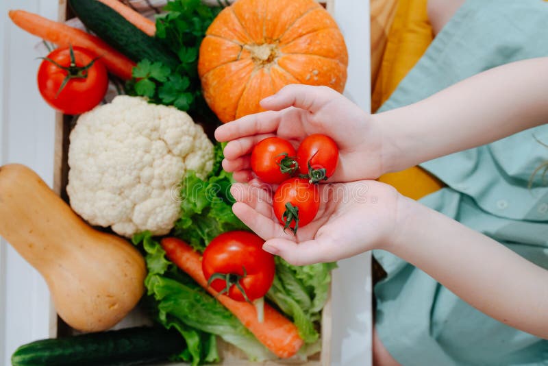 Concetto del vegano Pomodori ciliegia nelle mani immagine stock libera da diritti Concetto del vegano Pomodori ciliegia nelle mani immagine stock libera da diritti