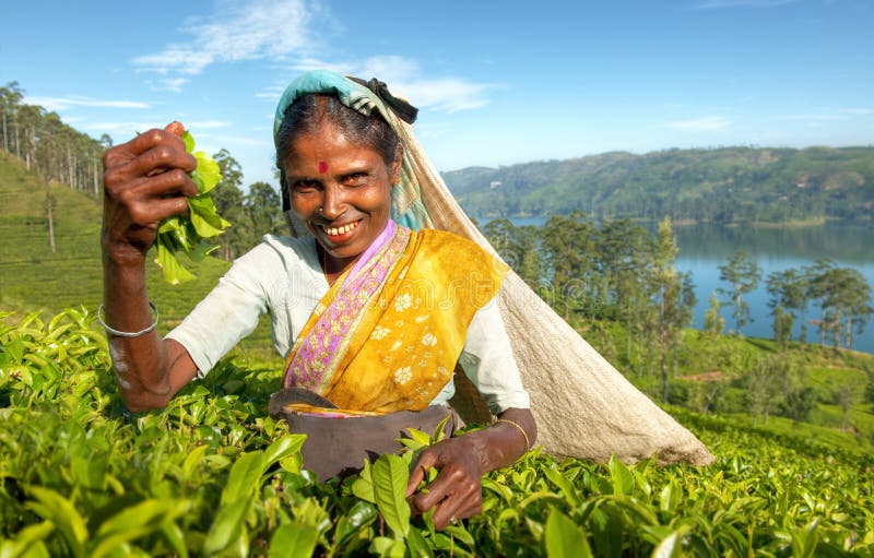 Concetto dello Sri Lanka indigeno della raccoglitrice del tè immagine stock Concetto dello Sri Lanka indigeno della raccoglitrice del tè immagine stock