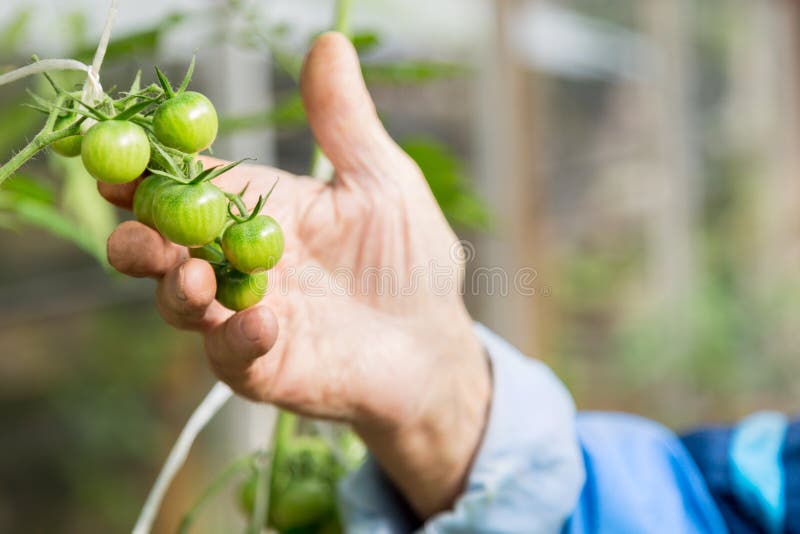 Concetto di agricoltura, agricoltura e giardinaggio Dettaglio dell'uomo anziano rugoso che detiene pomodori verdi presso l'aziend immagine stock libera da diritti Concetto di agricoltura, agricoltura e giardinaggio Dettaglio dell'uomo anziano rugoso che detiene pomodori verdi presso l'aziend immagine stock libera da diritti