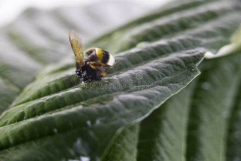 Concetto di allarme della natura: vicino su di un Bombus del bombo morto nel fuoco selettivo su una foglia verde fotografie stock Concetto di allarme della natura: vicino su di un Bombus del bombo morto nel fuoco selettivo su una foglia verde fotografie stock