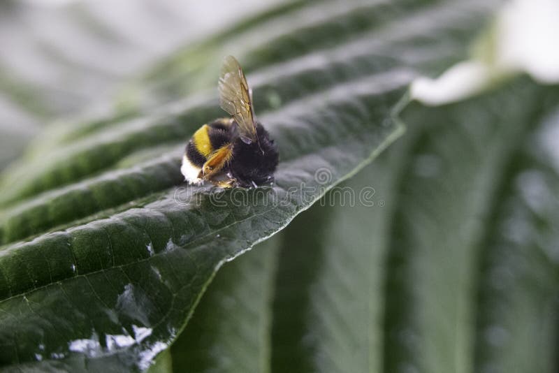 Concetto di allarme della natura: vicino su di un Bombus del bombo morto nel fuoco selettivo su una foglia verde immagine stock Concetto di allarme della natura: vicino su di un Bombus del bombo morto nel fuoco selettivo su una foglia verde immagine stock