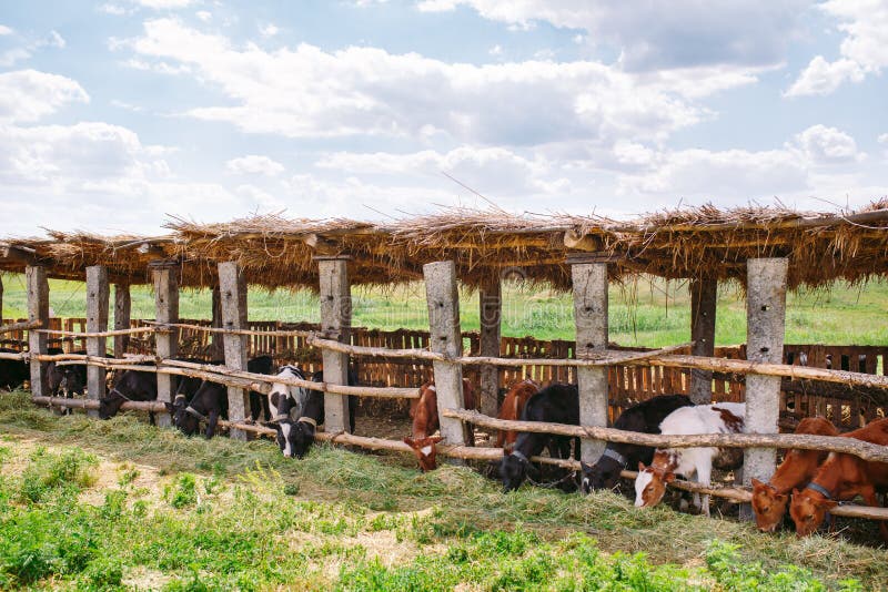 Concetto di industria, di azienda agricola e di zootecnia di agricoltura Gregge delle mucche in stalla sull'azienda lattiera fotografia stock Concetto di industria, di azienda agricola e di zootecnia di agricoltura Gregge delle mucche in stalla sull'azienda lattiera fotografia stock