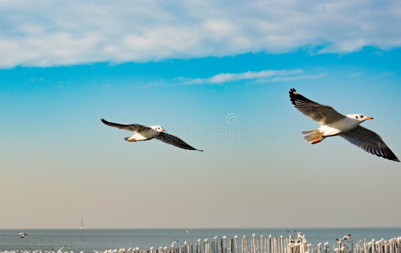 Concetto di libertà, un gabbiano di due bianchi che sale nel cielo blu nel MI fotografie stock libere da diritti Concetto di libertà, un gabbiano di due bianchi che sale nel cielo blu nel MI fotografie stock libere da diritti