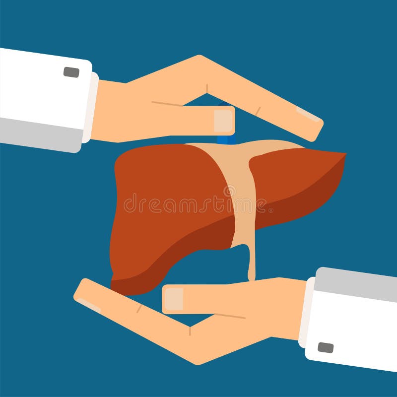 Concetto di sanità Le mani del ` s di medico proteggono il fegato umano Vettore i illustrazione di stock Concetto di sanità Le mani del ` s di medico proteggono il fegato umano Vettore i illustrazione di stock