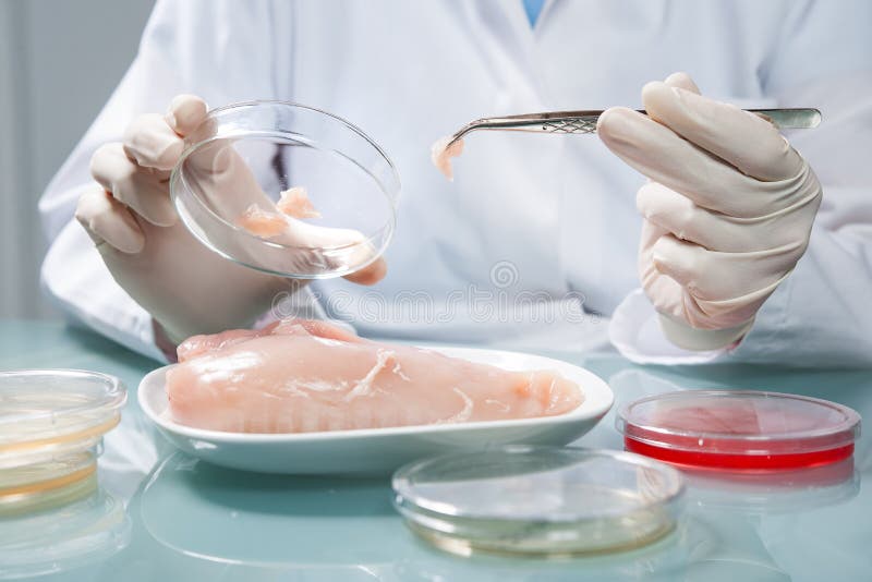 Food quality control expert inspecting at poultry specimen in the laboratory. Food quality control expert inspecting at poultry specimen in the laboratory