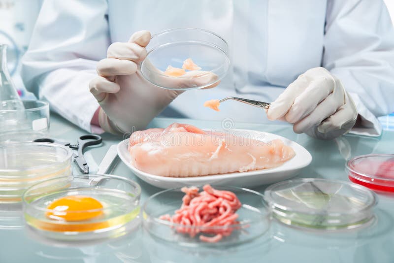 Quality control expert inspecting at food specimen in the laboratory. Quality control expert inspecting at food specimen in the laboratory