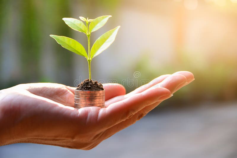 Concetto di soldi con la pianta che cresce dalle monete a disposizione Financia