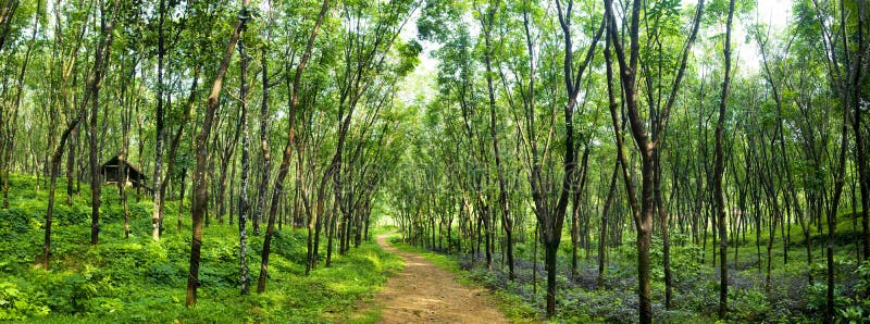 Concetto incantevole di Forest Lane Rubber Tree Plantation immagini stock libere da diritti