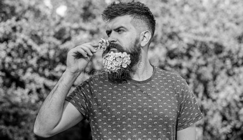 Concetto naturale dell'aroma Pantaloni a vita bassa con il mazzo delle margherite in barba L'uomo con la barba ed i baffi sul fro immagini stock Concetto naturale dell'aroma Pantaloni a vita bassa con il mazzo delle margherite in barba L'uomo con la barba ed i baffi sul fro immagini stock