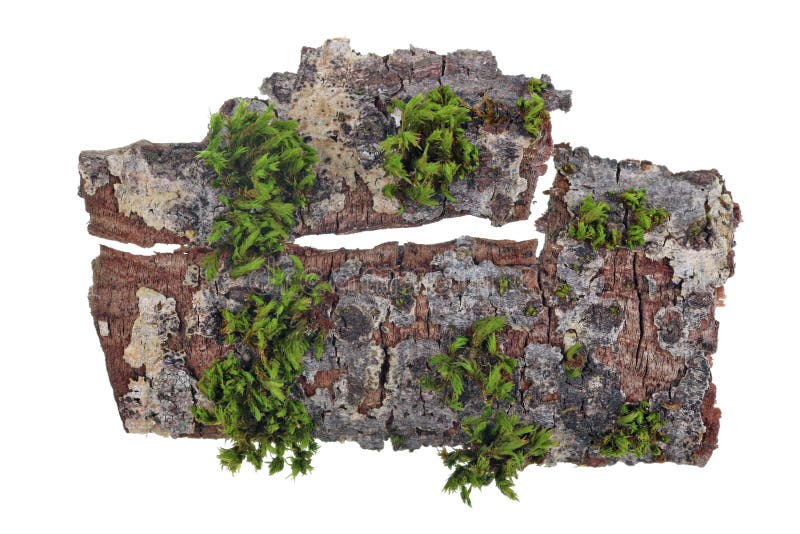 Concetto tropicale di vista superiore dell'isola Su un pezzo di corteccia di una quercia il muschio verde si sviluppa fotografia stock Concetto tropicale di vista superiore dell'isola Su un pezzo di corteccia di una quercia il muschio verde si sviluppa fotografia stock