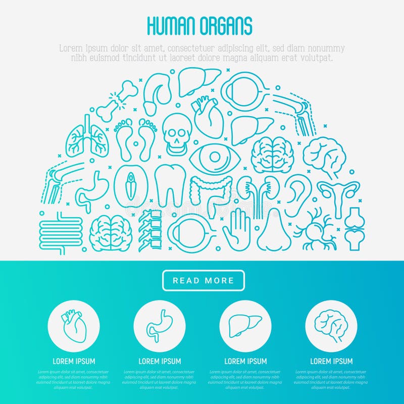 Concetto umano degli organi interni nel semicerchio illustrazione di stock Concetto umano degli organi interni nel semicerchio illustrazione di stock