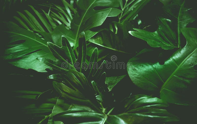 Concetto verde del fondo Foglie di palma tropicali, foglia della giungla immagini stock