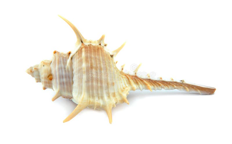 Conch