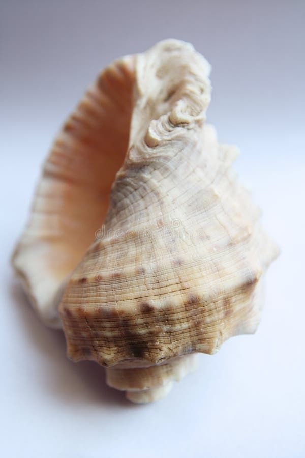 Conch royalty free stock images