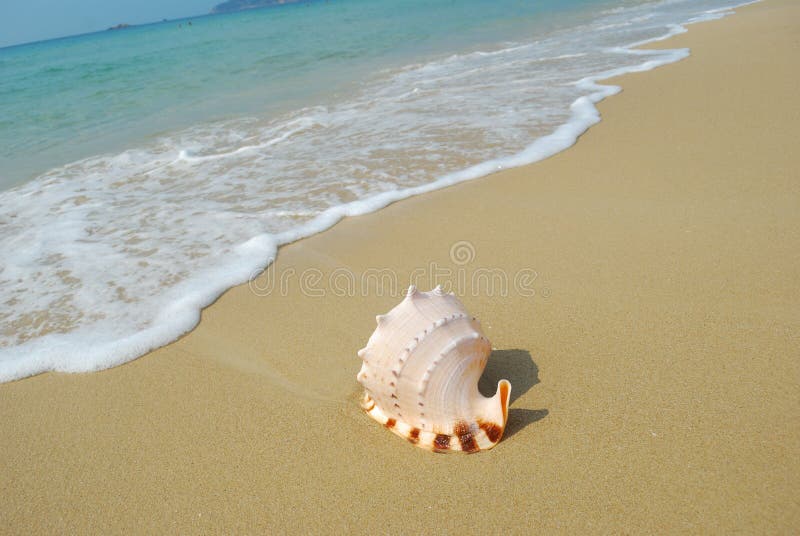 Conch