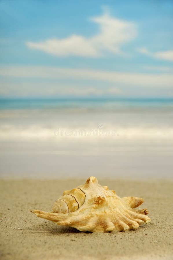 Conch on beach