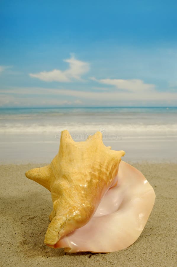 Conch on beach