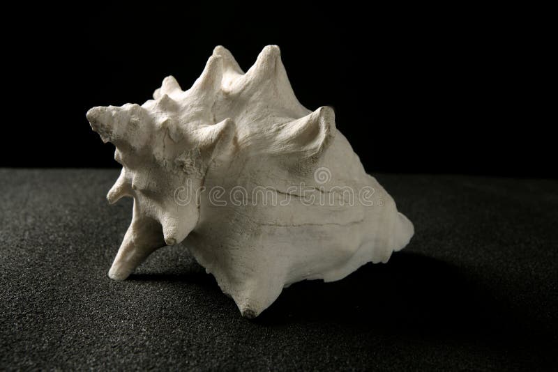 Conch sea snail white shell