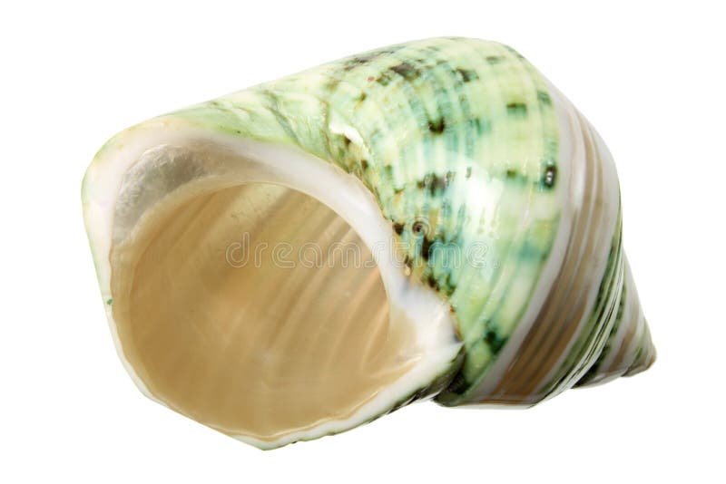 Conch Seashell royalty free stock photo