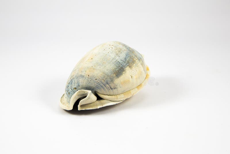 Conch seashell royalty free stock photos