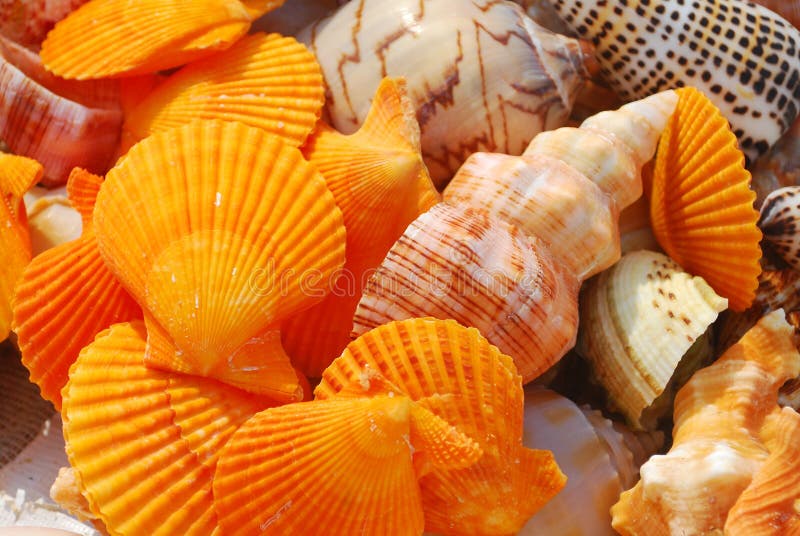 Conch shell and stock image. Image of horizon, coastline 14220749