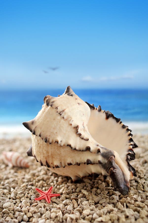 25,765 Conch Shell Beach Stock Photos - Free & Royalty-Free Stock ...