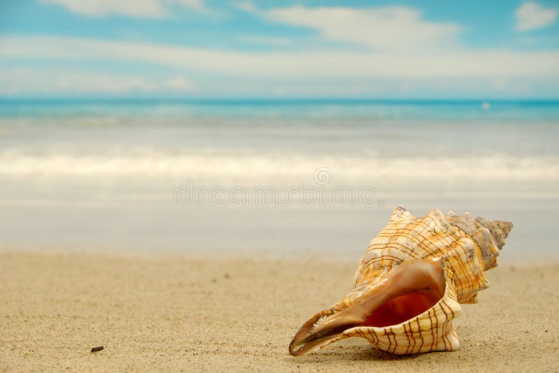 Conch shell on beach