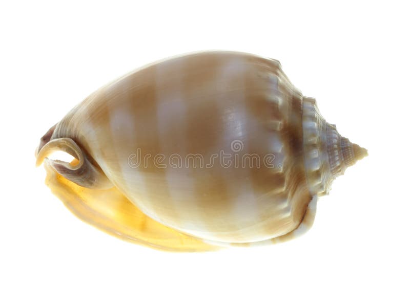 White Sea Shell Shaped Soap - Conch