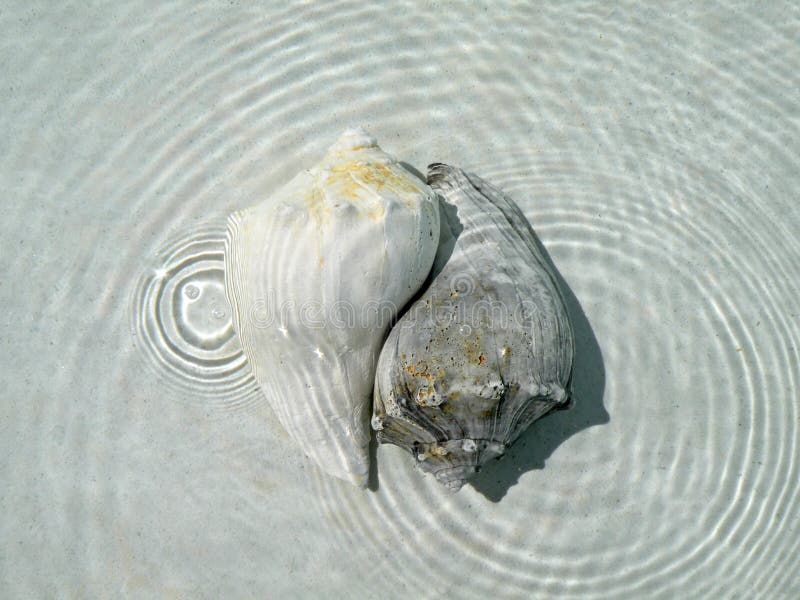 Black and white conch shells submerged in water