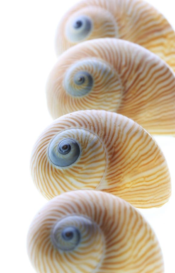 Conch shells