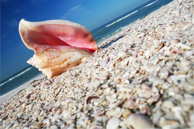 Pink conch shell on seashore with blue sky. Pink conch shell on seashore with blue sky