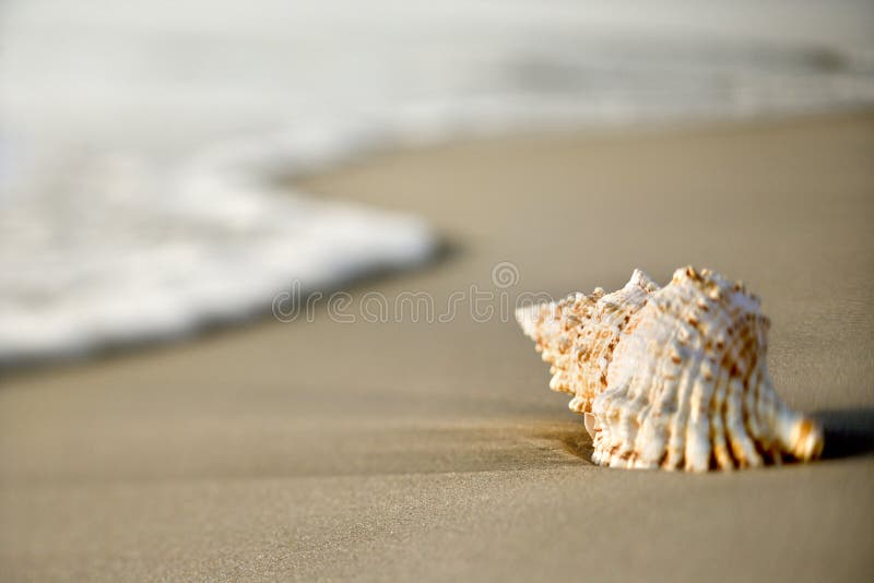 Conch κοχύλι άμμου