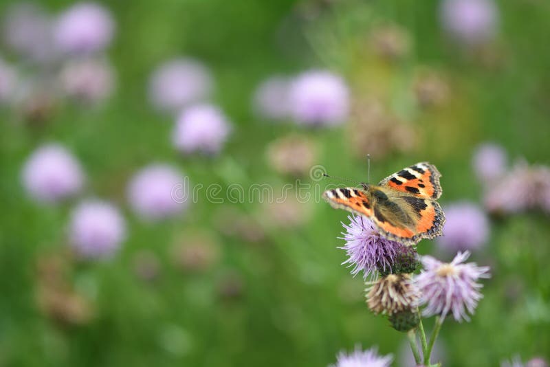 Concha de tartaruga pequena (urticae de Aglais) no cardo de rastejamento (arvense do Cirsium) foto de stock royalty free Concha de tartaruga pequena (urticae de Aglais) no cardo de rastejamento (arvense do Cirsium) foto de stock royalty free