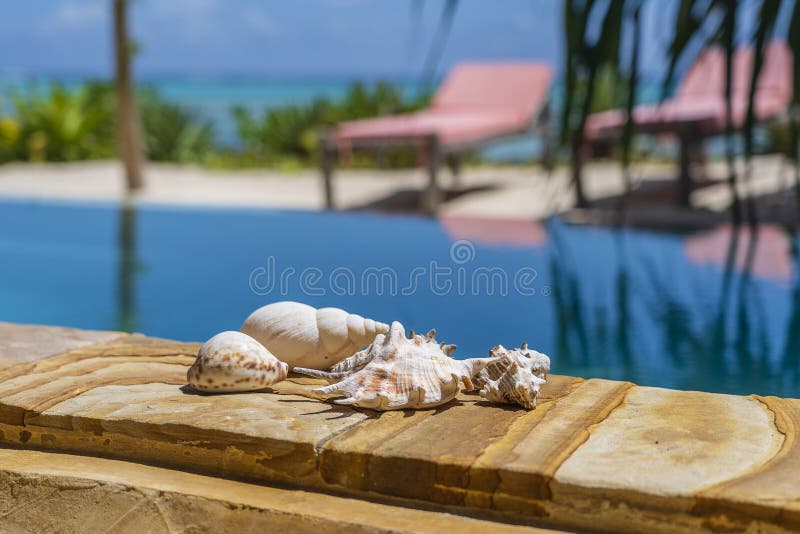 Seashells next to the pool on a tropical beach on the island of Zanzibar , Tanzania, east Africa. Travel and nature concept. Close up. Seashells next to the pool on a tropical beach on the island of Zanzibar , Tanzania, east Africa. Travel and nature concept. Close up