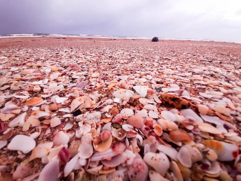 Conchas de mar en la playa de trico