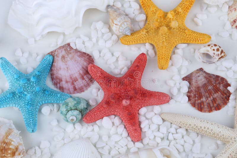 Conchas e estrelas-do-mar fotos de stock