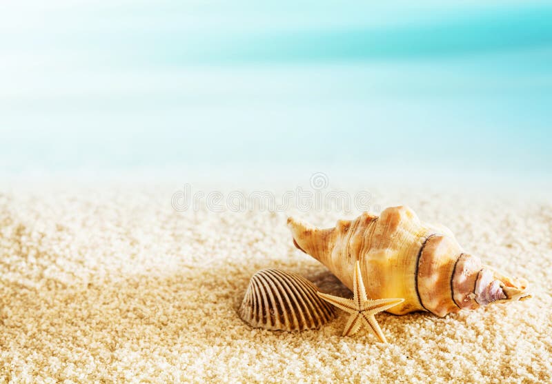 Conchas do mar em um litoral tropical foto de stock Conchas do mar em um litoral tropical foto de stock