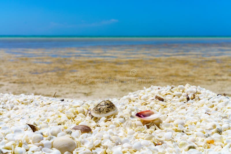 Conchas do mar na praia do escudo, costa coral, Austrália Ocidental 6