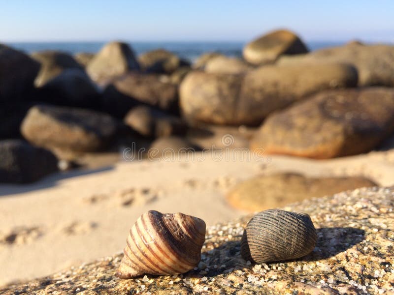 Conchas Marinas Y Alga Marina En Las Arenas Costeras, Paisaje Marino De