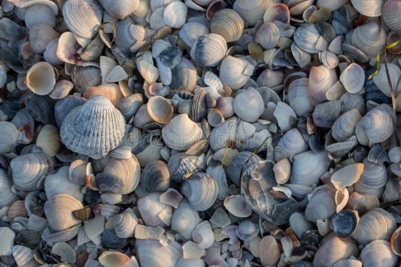 Conchas marinas azules, grises y blancas en luz del sol de la mañana Concepto de las cáscaras Cáscaras en la playa del mar Concep fotos de archivo libres de regalías Conchas marinas azules, grises y blancas en luz del sol de la mañana Concepto de las cáscaras Cáscaras en la playa del mar Concep fotos de archivo libres de regalías