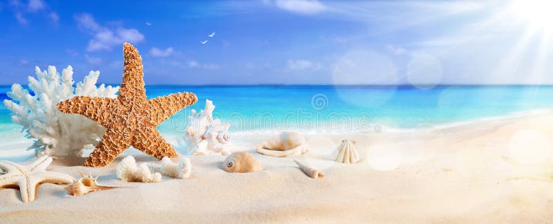 Conchas marinas en la costa en playa tropical