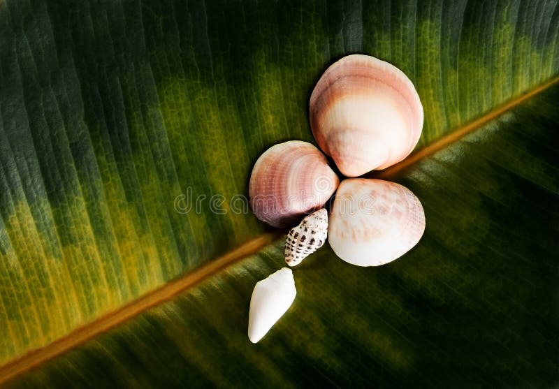 Conchas marinas en la forma de una flor en el fondo de una hoja de los ficus imágenes de archivo libres de regalías Conchas marinas en la forma de una flor en el fondo de una hoja de los ficus imágenes de archivo libres de regalías